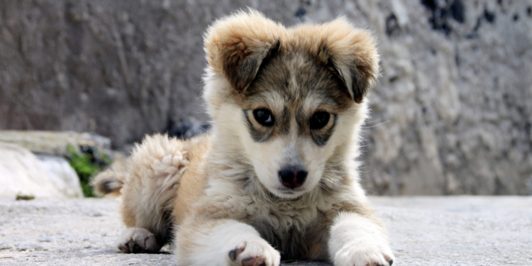 Important Things to Think About Before You Get a Dog