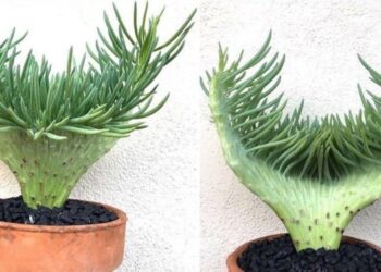 The greatest succulent in the world and why we are obsessed