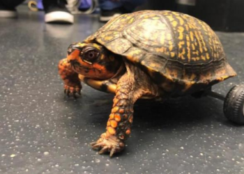 Pedro the turtle lost two legs, but got rescued by a family