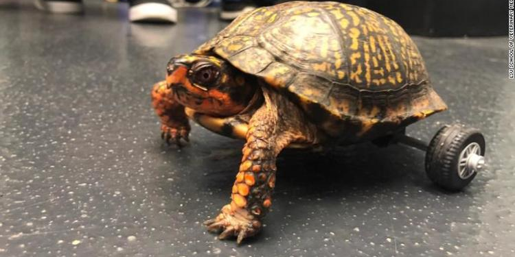 Pedro the turtle lost two legs, but got rescued by a family