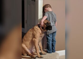 Proof that there is no stronger bond than that between dog and boy