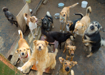 Man’s dogs wait for him to come out of hospital