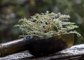 DIY wine bottle crafts