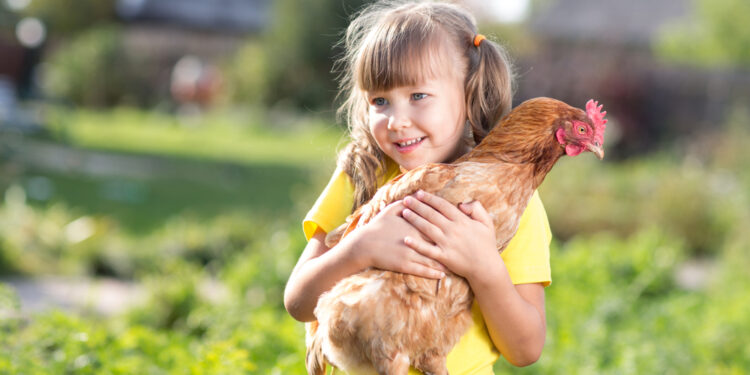 The right toys can keep your chickens entertained and happy
