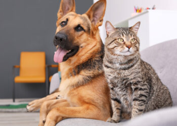 Differences You Did Not Know About Dog People And Cat People