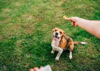 Dog treats: experts weigh in on what to give your dog