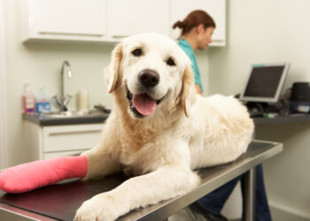 Should I purchase pet insurance? 2 pros and cons