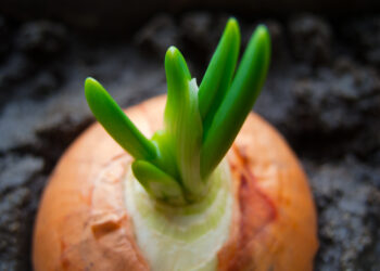 The most important considerations when growing onions
