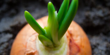 The most important considerations when growing onions