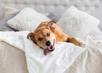 The pros and cons of letting your dogs sleep in bed with you