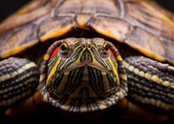 What to know before choosing a red eared slider