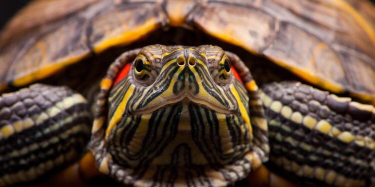 What to know before choosing a red eared slider