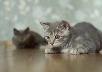 Lasers and cats at play