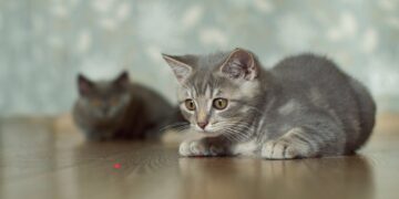 Lasers and cats at play