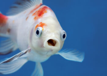 Do fish really have bad memories?