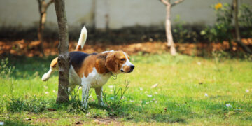 Why do dogs lift their leg when they pee?