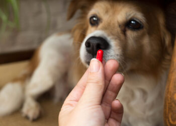 Does the placebo effect work on animals?