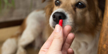 Does the placebo effect work on animals?