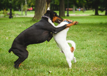 Why it’s important to socialize your puppy and how to do so