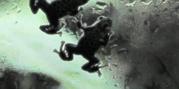 Learn the best way to clean your aquarium full of frogs