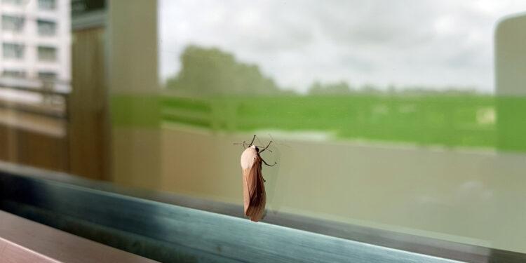 Banishing moths from the closet