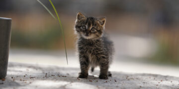 Quick-thinking motorcyclist rescues tiny kitten
