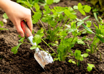 How to grow coriander?