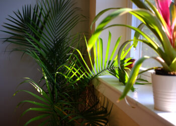 Pretty plants that will give your home’s interior instant aesthetic appeal