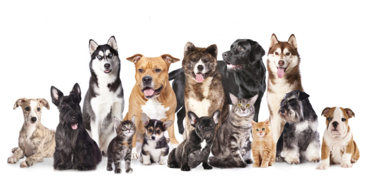 The  impossible family photo with 17 pets
