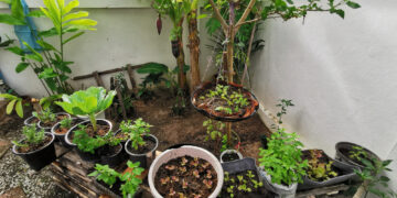 How to start your own vegetable patch