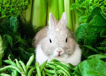 Is it Necessary for Rabbits to Have Dietary Enrichment