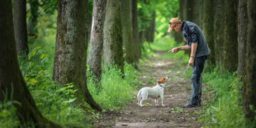 6 skills and command that will keep your dog safe and happy