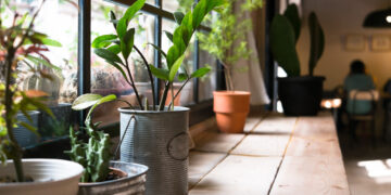 One easy tip that will make your indoor plants thrive