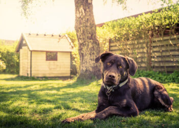 How to landscape a dog-friendly garden