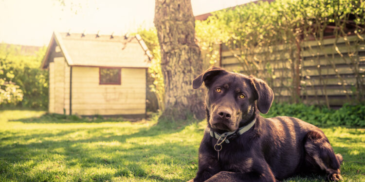 How to landscape a dog-friendly garden