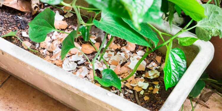 How to make better use of your eggshells