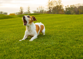 7 top tips to control dog barking noise