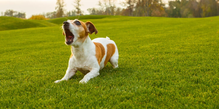 7 top tips to control dog barking noise