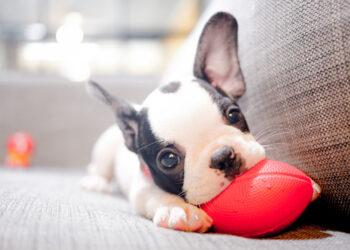 Seven tips to make your new dog’s first day home a good one