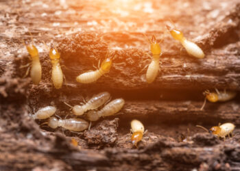 Signs to look for if you think your house is termite infested