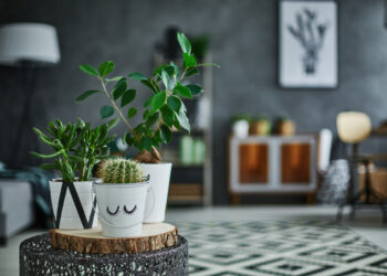 Five beautiful houseplants with rugged reputations