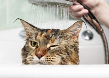 Adventures in cat bathing