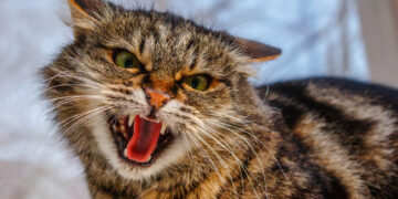 How can you handle aggression in cats?