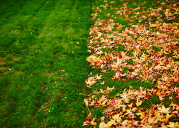 Raking up and disposing of fallen leaves may not be necessary