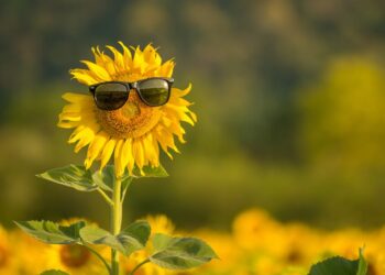 The secrets to growing great sunflowers