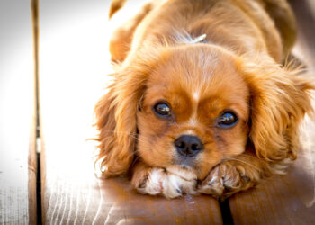 Why you need to stop looking for love and get a dog instead